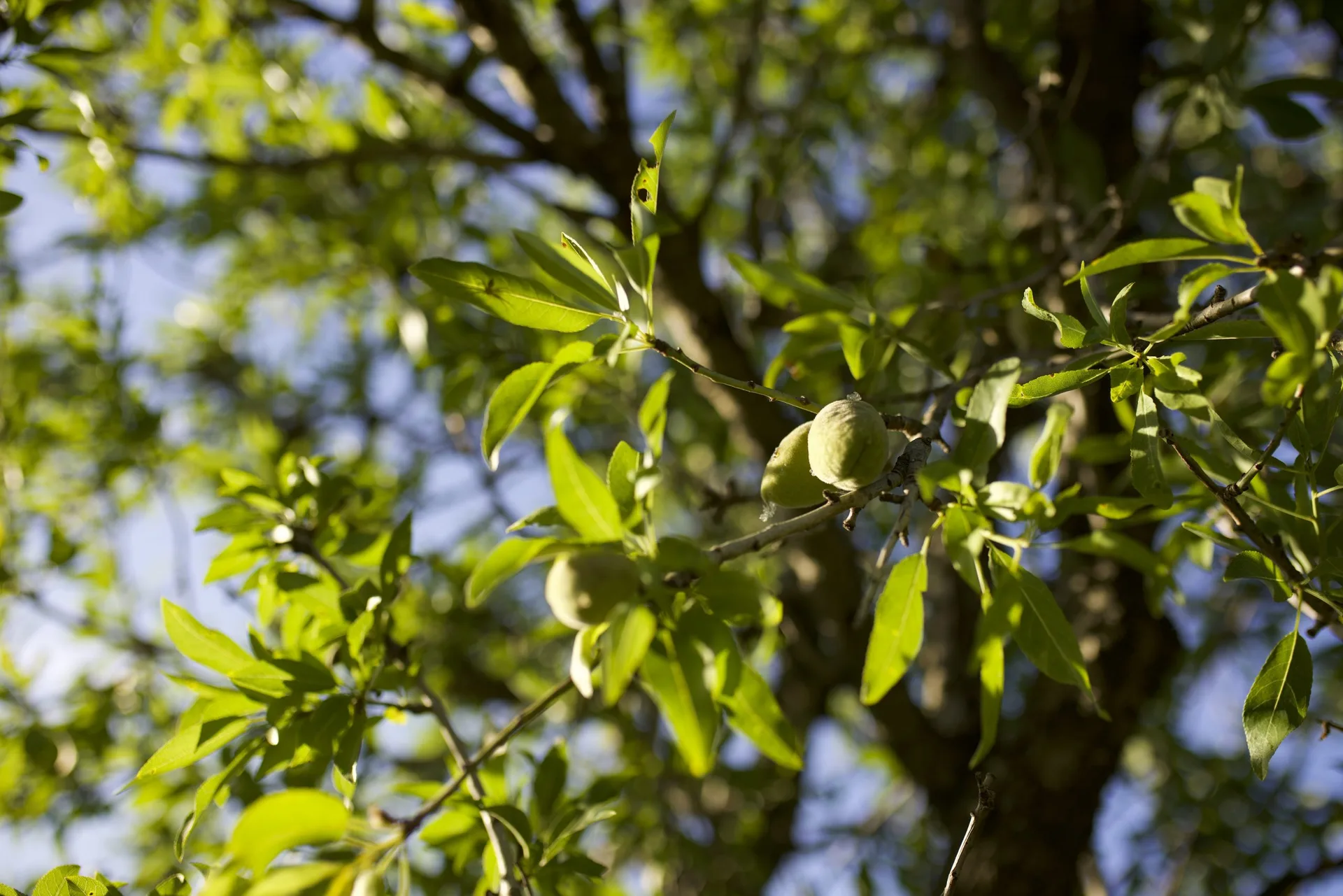 05 Olive tree