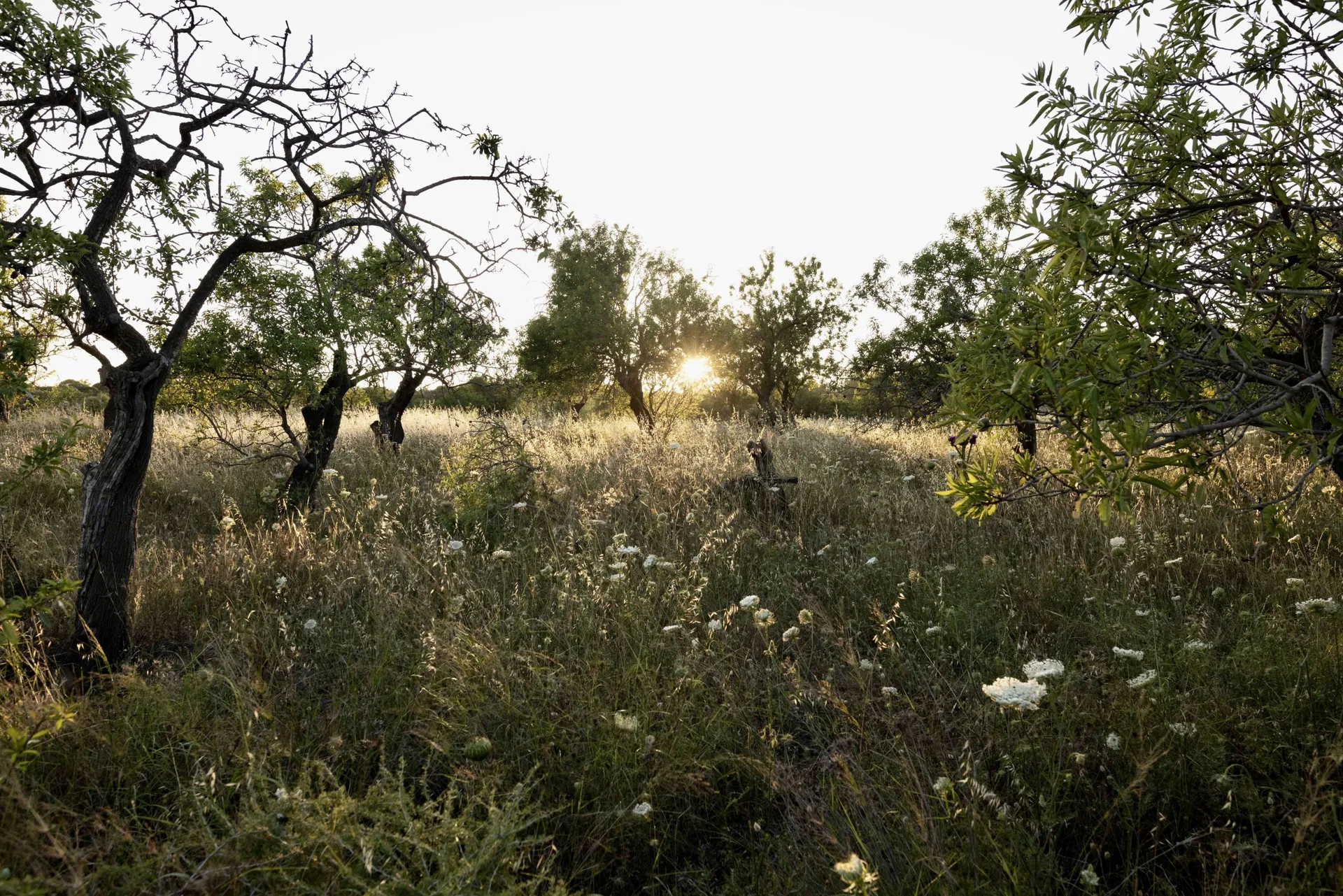 25 Orchards