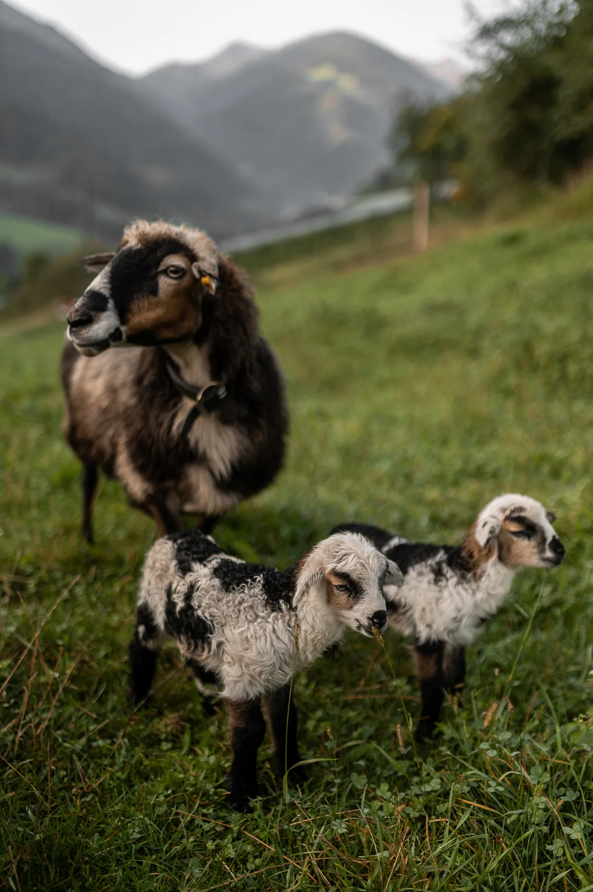 OS Yogahotel Schwarzschmied suedtirol 7288