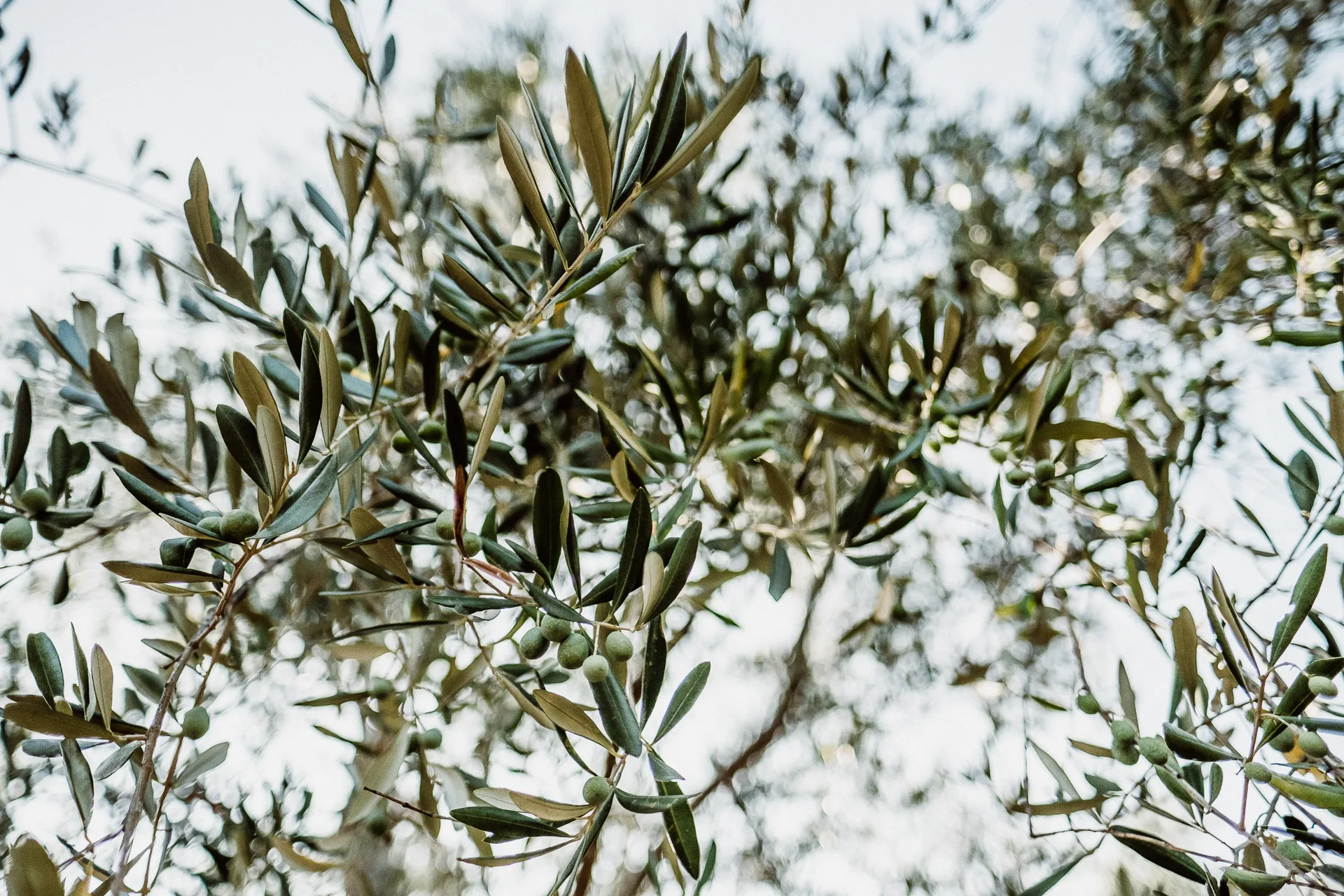 Chrisabatzis VIANI Liguria 1808 4807